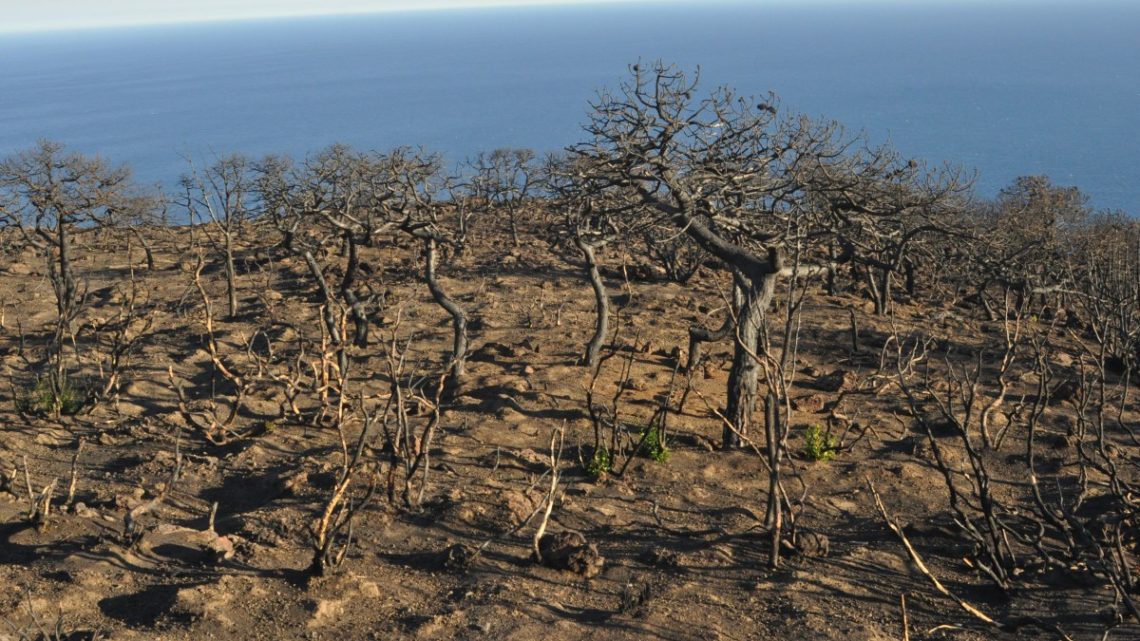 10 mila alberi per pantelleria