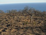 10 mila alberi per pantelleria