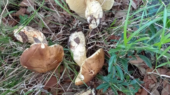 Pantelleria, il Centro Giamporcaro lancia il Corso Micologico