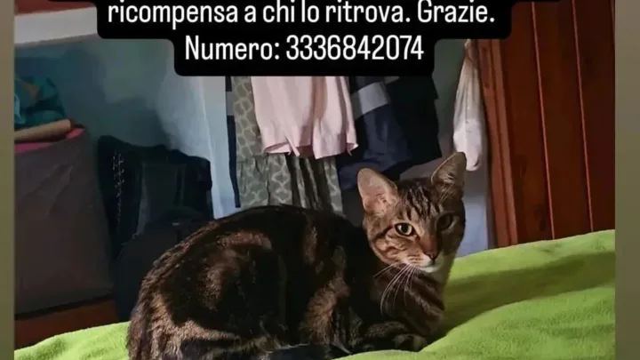 APPELLO URGENTE: Scomparso gatto tra Sibà e Zighidì. Ricompensa