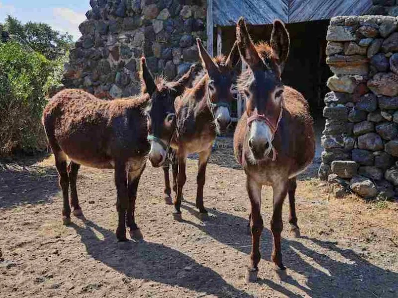 “Festival Pantelleria Asinabile” dal 2 al 4 Ottobre 2026: il programma completo