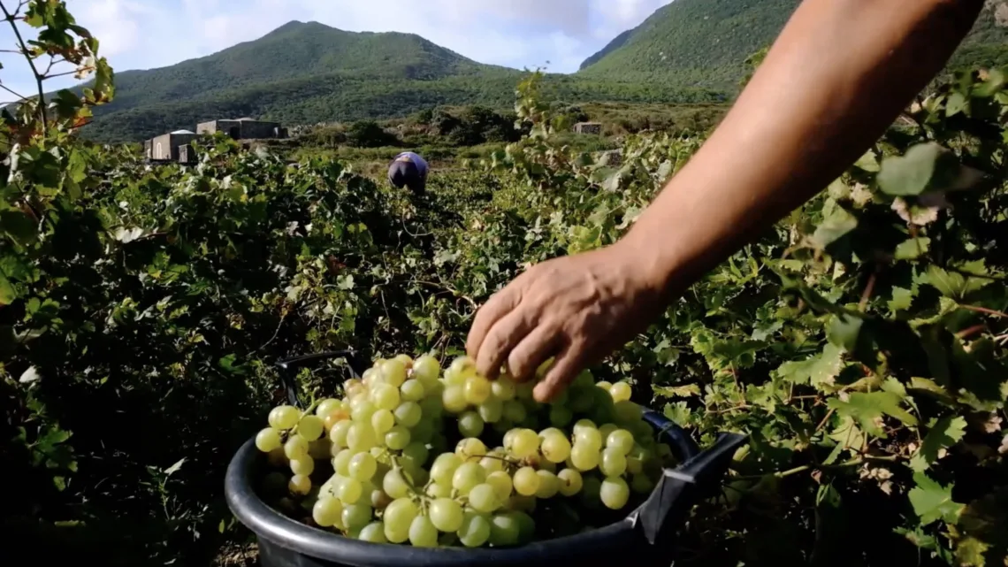 Viticoltura eroica: il Parco soddisfatto per i premi al Mondial des Vins Extrêmes 2026